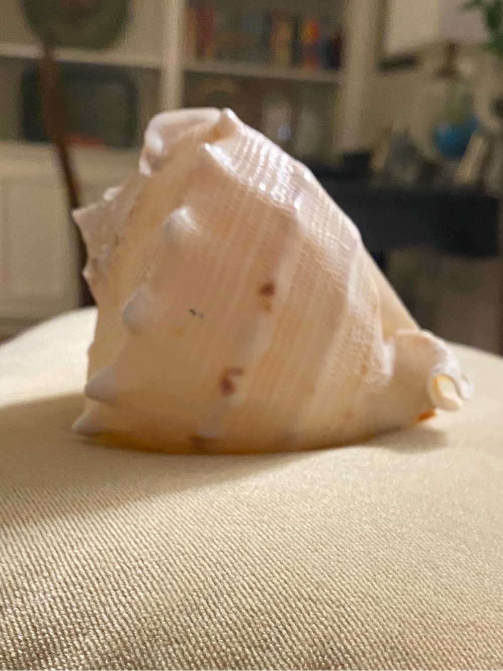 Conch Sea Shell • Accent Piece • Cream & Orange • Natural - Picture 2 of 5